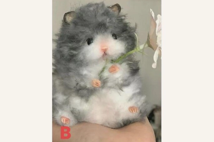 Trắc nghiệm vượng tình vượng tiền hay vượng cả đôi đường chọn một chú chuột hamster sẽ biết ngay đáp án - 2