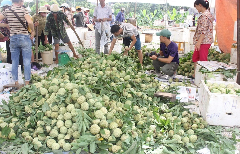 Về lạng sơn đi khu chợ chỉ bán đúng một loại quả mà vẫn hút hàng nghìn người đến mua - 2