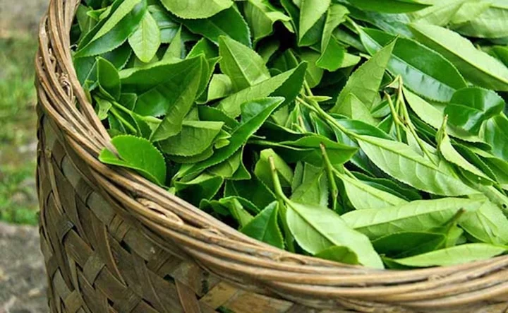 Việt nam có 3 loại lá tốt ngang kem chống nắng tự nhiên sản sinh collagen hiệu quả giúp chị em trẻ mãi không già - 1