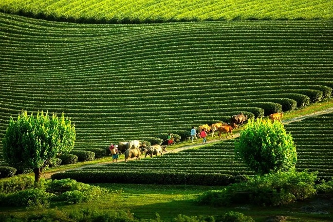 Việt nam có một thị trấn du lịch hàng đầu thế giới mệnh danh miền đất mộng mơ là thiên đường trốn nắng vì nhiệt độ luôn dưới 28 độ c - 3