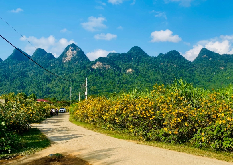Xê dịch từ bắc chí nam để ngắm hoa dã quỳ vàng rực tại 7 điểm cầu đẹp nhất cả nước - 1