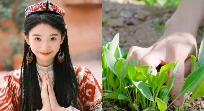 Không cần dầu gội đắt tiền tại sao các cô gái tân cương có mái tóc dày đẹp hiếm thấy bí kíp nằm ở loại cỏ thiên nhiên này - 4