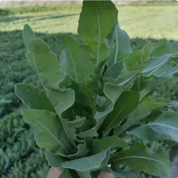 Không cần dầu gội đắt tiền tại sao các cô gái tân cương có mái tóc dày đẹp hiếm thấy bí kíp nằm ở loại cỏ thiên nhiên này - 7