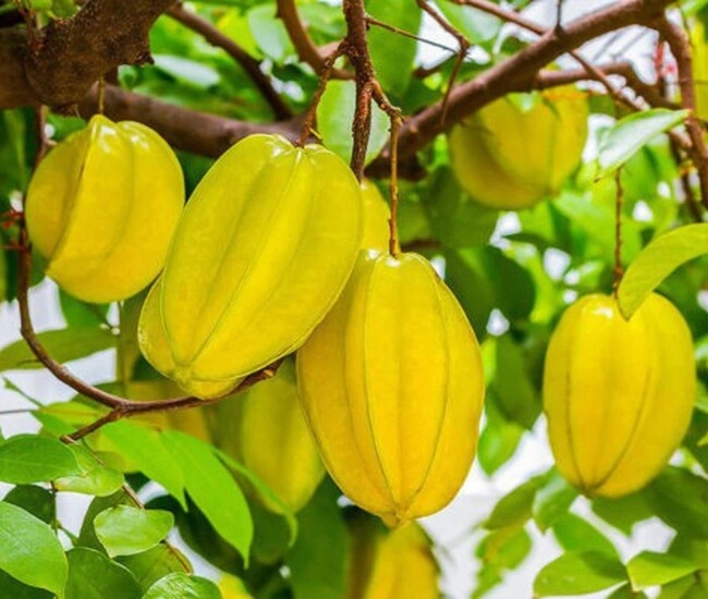 Loại quả chát miệng ít ai ngờ lại là bí kíp giúp hội chị em có làn da đẹp vòng eo gọn phát mê - 1