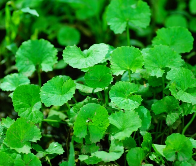 Loại rau mọc đầy ngoài vườn là kem chống nắng tự nhiên giúp tăng sinh collagen cân nặng giảm không phanh - 1