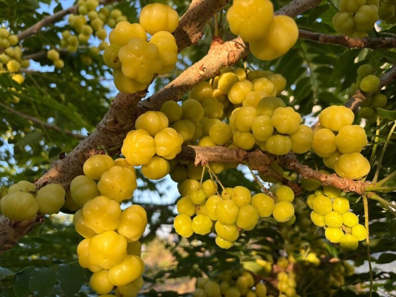 Thứ quả tên như nội tạng nhưng là tuổi thơ của nhiều người ăn đều cho tóc bóng da sáng ai nhìn cũng khen trẻ lâu - 1