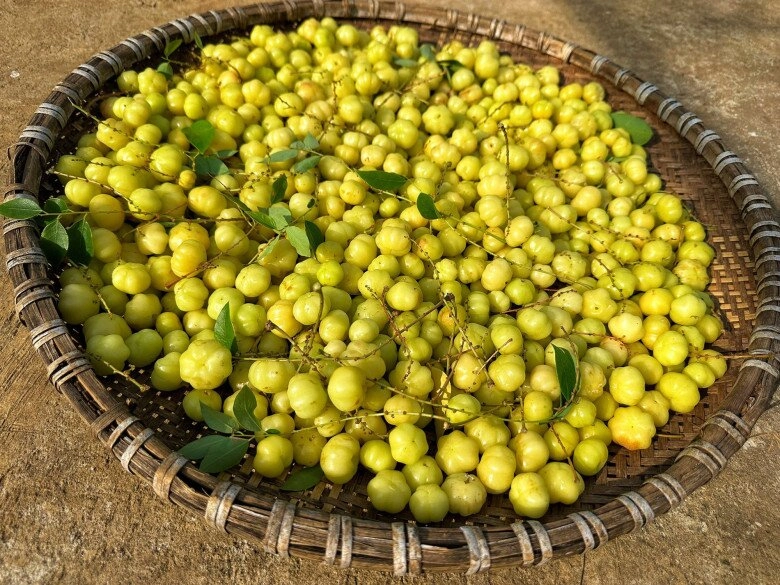 Thứ quả tên như nội tạng nhưng là tuổi thơ của nhiều người ăn đều cho tóc bóng da sáng ai nhìn cũng khen trẻ lâu - 2