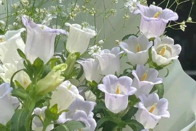 Trắc nghiệm bạn thích loài hoa nào nhất điều đó tiết lộ bạn là nữ thần như thế nào trong mắt đàn ông - 1