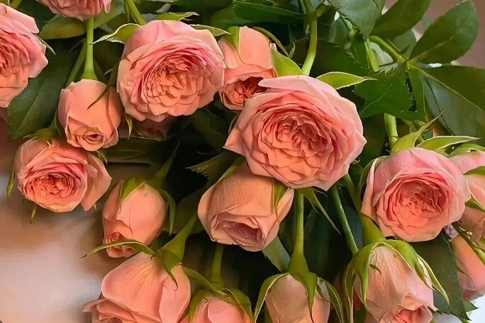 Trắc nghiệm bạn thích loài hoa nào nhất điều đó tiết lộ bạn là nữ thần như thế nào trong mắt đàn ông - 2