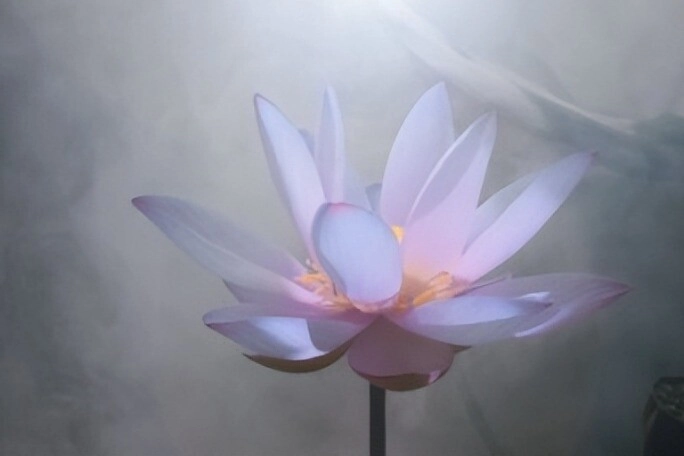 Trắc nghiệm người ấy có thật sự là chân ái của bạn không chọn một bông hoa sen để biết đáp án - 1