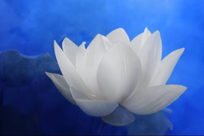 Trắc nghiệm người ấy có thật sự là chân ái của bạn không chọn một bông hoa sen để biết đáp án - 2