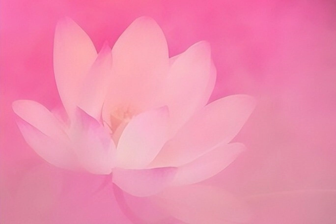 Trắc nghiệm người ấy có thật sự là chân ái của bạn không chọn một bông hoa sen để biết đáp án - 3