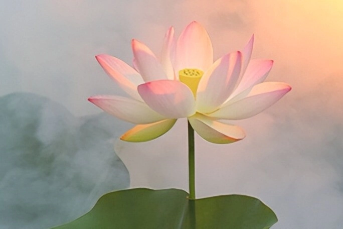 Trắc nghiệm người ấy có thật sự là chân ái của bạn không chọn một bông hoa sen để biết đáp án - 4