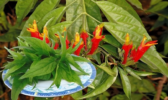 tượng đài nhan sắc kim khánh u60 trẻ đẹp quyến rũ bí quyết chống già nằm ở loại lá ngỡ cây dại hóa ra là vàng xanh - 9