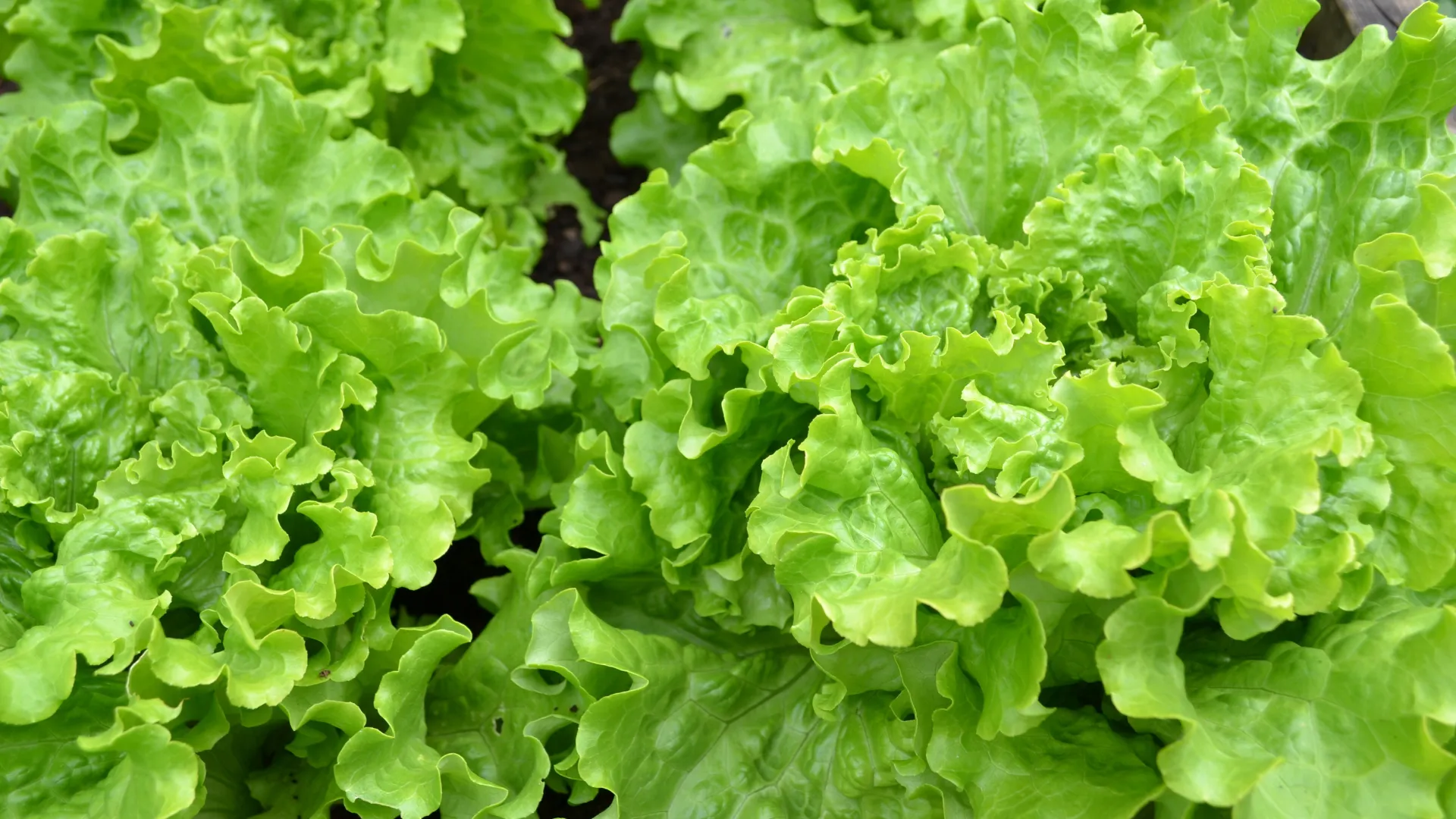 7 thực phẩm là serum tự nhiên giúp da như được tưới ẩm mỗi ngày loại số 3 trồng đầy ngoài vườn - 8