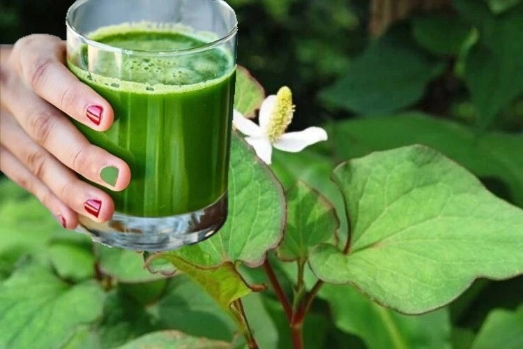 Người việt có loại lá tốt ngang kem chống nắng trị mụn hiệu quả đến hòa minzy cũng thích nhưng nhiều chị em không dám dùng - 4